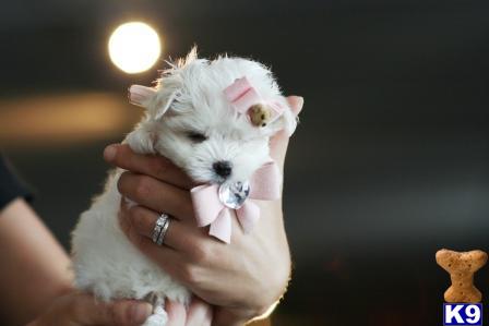 gpupies20 Picture 2